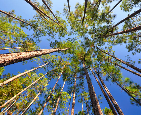 Longleaf forest from below